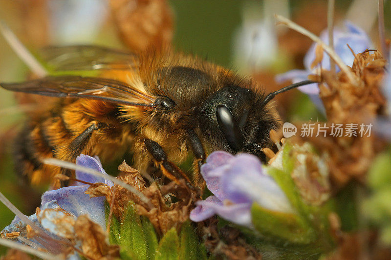 特写一只多毛的雌性红梅森蜜蜂，Osmia rufa，啜饮花蜜